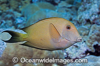 Striated Surgeonfish Ctenochaetus striatus Photo - David Fleetham