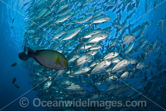 Yellowfin Surgeonfish with Bigeye Jacks photo