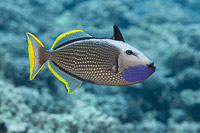 Gilded Triggerfish Xanthichthys auromarginatus Photo - David Fleetham