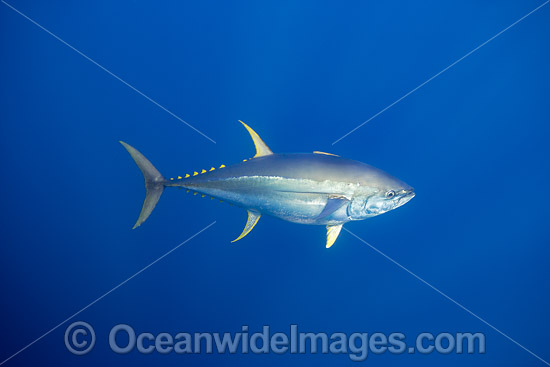 Yellowfin Tuna (Thunnus albacares). Found throughout the world in tropical and temperate seas. A commercially sought after fish. Photo taken in Gudalupe, Mexico. Photo - David Fleetham