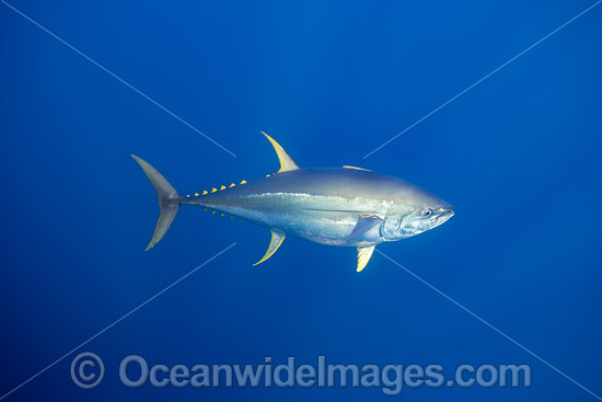 Yellowfin Tuna photo Yellowfin Tuna photo