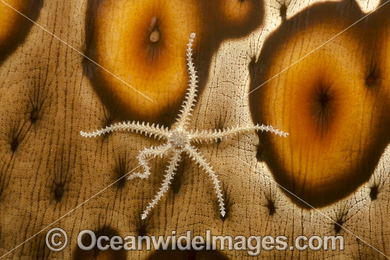 Brittle Star on Sea Cucumber photo Brittle Star on Sea Cucumber photo