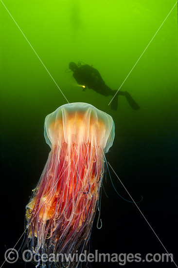 Diver and Lion's Mane Jellyfish photo