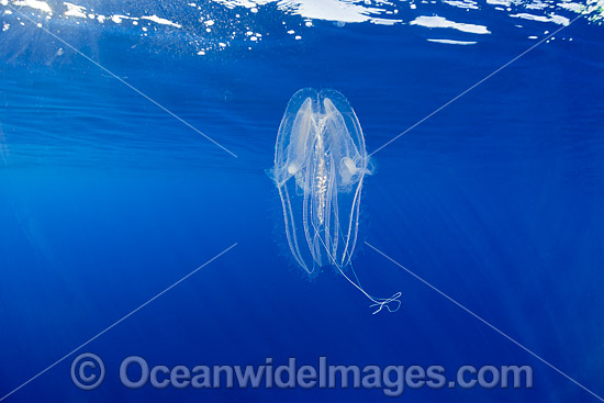 Lobate Ctenophore or Winged Comb Jelly (Leucothea multicornis). Photo was taken off Hawaii, Pacific Ocean, USA. Photo - David Fleetham Lobate Ctenophore or Winged Comb Jelly (Leucothea multicornis). Photo was taken off Hawaii, Pacific Ocean, USA. Photo - David Fleetham