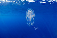 Lobate Ctenophore Hawaii Photo - David Fleetham