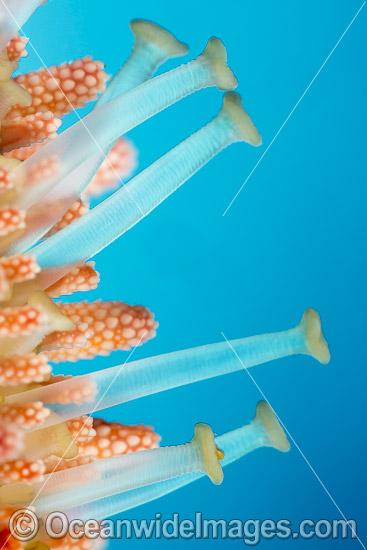 Close detail of the extended tube feet of a Fisher's Sea Star (Mithrodia fisheri). Photo taken in Hawaii, Pacific Ocean, USA. Photo - David Fleetham