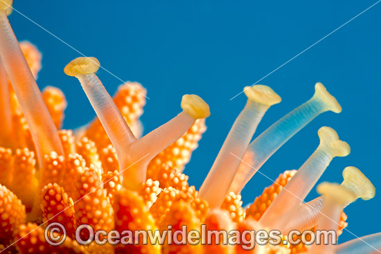 Close detail of the extended tube feet of a Fisher's Sea Star (Mithrodia fisheri). Photo taken in Hawaii, Pacific Ocean, USA. Photo - David Fleetham Close detail of the extended tube feet of a Fisher's Sea Star (Mithrodia fisheri). Photo taken in Hawaii, Pacific Ocean, USA. Photo - David Fleetham