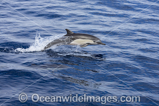 Short-beaked Common Dolphin photo