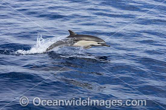 Short-beaked Common Dolphin (Delphinus delphis). Found in warm-temperate and tropical seas throughout the world. Photo taken off Mexico. Photo - David Fleetham Short-beaked Common Dolphin (Delphinus delphis). Found in warm-temperate and tropical seas throughout the world. Photo taken off Mexico. Photo - David Fleetham