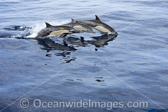 Short-beaked Common Dolphins (Delphinus delphis). Found in warm-temperate and tropical seas throughout the world. Photo taken off Mexico. Photo - David Fleetham Short-beaked Common Dolphins (Delphinus delphis). Found in warm-temperate and tropical seas throughout the world. Photo taken off Mexico. Photo - David Fleetham