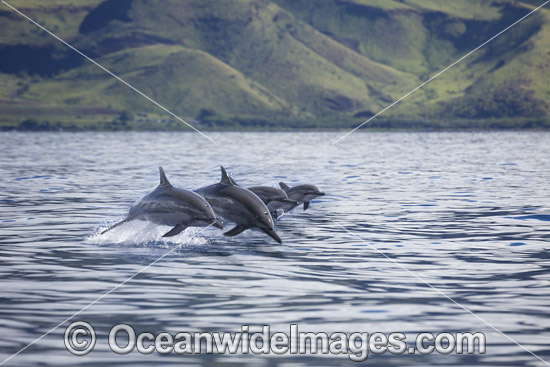 Spinner Dolphins (Stenella longirostris), breaching. Also known as Long-snouted Spinner Dolphin. Found in tropical waters around the world. Photo taken off Hawaii, Pacific Ocean, USA. Photo - David Fleetham Spinner Dolphins (Stenella longirostris), breaching. Also known as Long-snouted Spinner Dolphin. Found in tropical waters around the world. Photo taken off Hawaii, Pacific Ocean, USA. Photo - David Fleetham