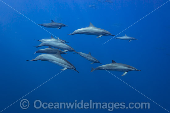 Spinner Dolphins (Stenella longirostris). Also known as Long-snouted Spinner Dolphin. Found in tropical waters around the world. Photo taken off Hawaii, Pacific Ocean, USA. Photo - David Fleetham