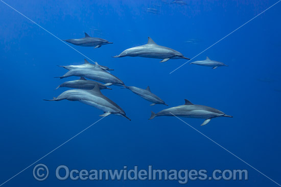 Spinner Dolphins (Stenella longirostris). Also known as Long-snouted Spinner Dolphin. Found in tropical waters around the world. Photo taken off Hawaii, Pacific Ocean, USA. Photo - David Fleetham Spinner Dolphins (Stenella longirostris). Also known as Long-snouted Spinner Dolphin. Found in tropical waters around the world. Photo taken off Hawaii, Pacific Ocean, USA. Photo - David Fleetham
