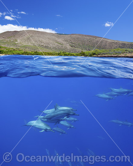 Spinner Dolphins (Stenella longirostris). Also known as Long-snouted Spinner Dolphin. Found in tropical waters around the world. Photo taken off Hawaii, Pacific Ocean, USA. Photo - David Fleetham Spinner Dolphins (Stenella longirostris). Also known as Long-snouted Spinner Dolphin. Found in tropical waters around the world. Photo taken off Hawaii, Pacific Ocean, USA. Photo - David Fleetham