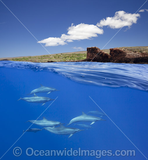 Spinner Dolphins (Stenella longirostris). Also known as Long-snouted Spinner Dolphin. Found in tropical waters around the world. Photo taken off Hawaii, Pacific Ocean, USA. Photo - David Fleetham Spinner Dolphins (Stenella longirostris). Also known as Long-snouted Spinner Dolphin. Found in tropical waters around the world. Photo taken off Hawaii, Pacific Ocean, USA. Photo - David Fleetham
