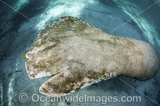 Florida Manatee (Trichechus manatus latirostris), showing boat propeller wounds. Also known as Sea Cow. Three Sister Spring, Crystal River Florida, USA. Classified Endangered Species on IUCN Red list. Florida Manatee is subspecies of West Indian Manatee. Photo - David Fleetham Florida Manatee (Trichechus manatus latirostris), showing boat propeller wounds. Also known as Sea Cow. Three Sister Spring, Crystal River Florida, USA. Classified Endangered Species on IUCN Red list. Florida Manatee is subspecies of West Indian Manatee. Photo - David Fleetham