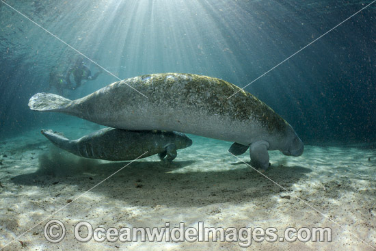 Florida Manatee (Trichechus manatus latirostris), mother with calf. Also known as Sea Cow. Three Sister Spring, Crystal River Florida, USA. Classified Endangered Species on the IUCN Red list. The Florida Manatee is a subspecies of the West Indian Manatee. Photo - David Fleetham Florida Manatee (Trichechus manatus latirostris), mother with calf. Also known as Sea Cow. Three Sister Spring, Crystal River Florida, USA. Classified Endangered Species on the IUCN Red list. The Florida Manatee is a subspecies of the West Indian Manatee. Photo - David Fleetham