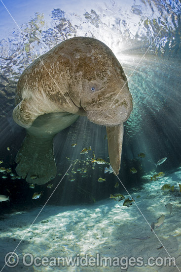 Florida Manatee (Trichechus manatus latirostris). Also known as Sea Cow.Three Sister Spring, Crystal River Florida, USA. Classified Endangered Species on the IUCN Red list. The Florida Manatee is a subspecies of the West Indian Manatee. Photo - David Fleetham Florida Manatee (Trichechus manatus latirostris). Also known as Sea Cow.Three Sister Spring, Crystal River Florida, USA. Classified Endangered Species on the IUCN Red list. The Florida Manatee is a subspecies of the West Indian Manatee. Photo - David Fleetham