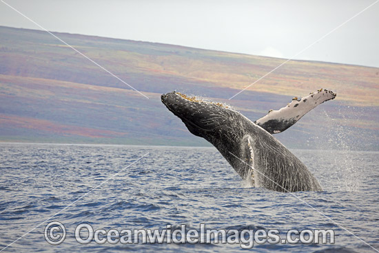 Humpback Whale Breaching photo