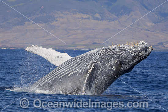 Humpback Whale (Megaptera novaeangliae), breaching on surface. Hawaii, USA. Found throughout the world's oceans in both tropical and polar areas, depending on the season. Classified as Vulnerable on the IUCN Red List. Photo - David Fleetham Humpback Whale (Megaptera novaeangliae), breaching on surface. Hawaii, USA. Found throughout the world's oceans in both tropical and polar areas, depending on the season. Classified as Vulnerable on the IUCN Red List. Photo - David Fleetham