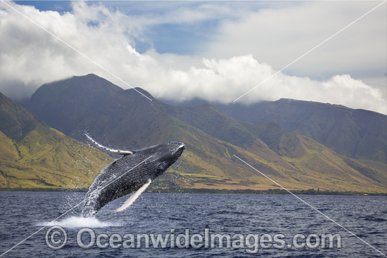 Humpback Whale (Megaptera novaeangliae), breaching off the coast of West Maui, Hawaii, Pacific Ocean, USA. Found throughout the world's oceans in both tropical and polar areas, depending on the season. Classified as Vulnerable on the IUCN Red List. Photo - David Fleetham Humpback Whale (Megaptera novaeangliae), breaching off the coast of West Maui, Hawaii, Pacific Ocean, USA. Found throughout the world's oceans in both tropical and polar areas, depending on the season. Classified as Vulnerable on the IUCN Red List. Photo - David Fleetham
