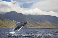 Humpback Whale Breaching Photo - David Fleetham