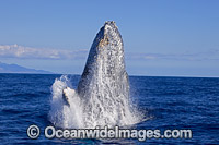 Humpback Whale Breaching Photo - David Fleetham