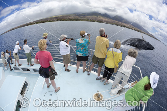 Humpback Whale (Megaptera novaeangliae), breaching at the stern of a whale watching boat out of Lahaina, Maui, Pacific Ocean, USA. Classified as Vulnerable on the IUCN Red List. Photo - David Fleetham Humpback Whale (Megaptera novaeangliae), breaching at the stern of a whale watching boat out of Lahaina, Maui, Pacific Ocean, USA. Classified as Vulnerable on the IUCN Red List. Photo - David Fleetham