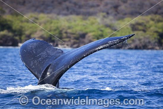 Humpback Whales on surface photo