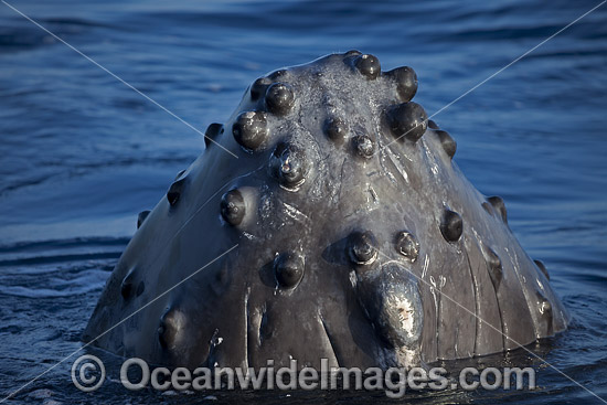 Humpback Whales spy hopping photo