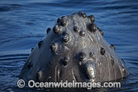 Humpback Whales spy hopping Photo - David Fleetham