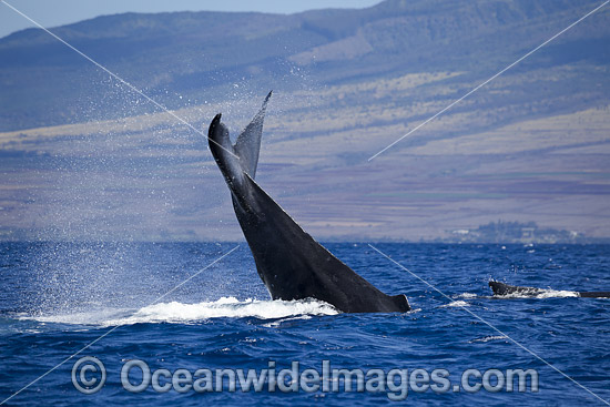 Humpback Whales tail slapping photo