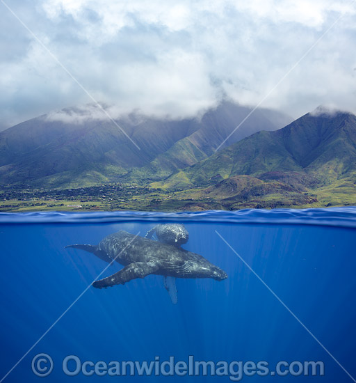 Humpback Whale Hawaii photo