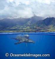 Humpback Whale Hawaii Photo - David Fleetham
