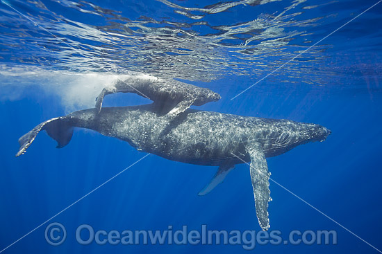 Humpback Whale mother with calf photo