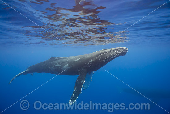 Humpback Whale Hawaii photo