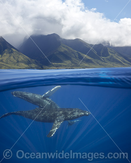 Humpback Whales photo