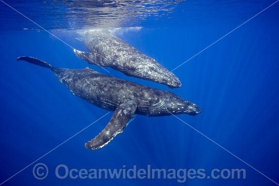 Humpback Whale underwater photo