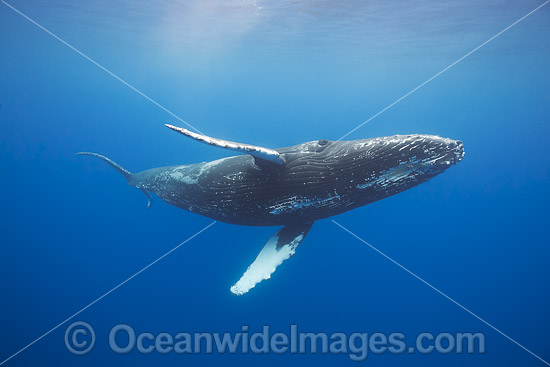 Humpback Whale (Megaptera novaeangliae), underwater. Found throughout the world's oceans in both tropical & polar areas, depending on the season. Photo taken Hawaii. Classified as Vulnerable on the IUCN Red List. Photo - David Fleetham
