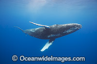 Humpback Whale underwater Photo - David Fleetham