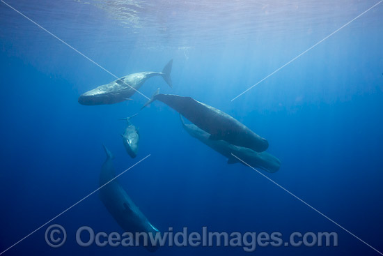 Sperm Whale underwater photo