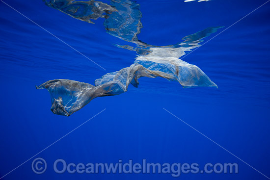 Sperm Whale skin patch photo
