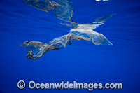Sperm Whale skin patch Photo - David Fleetham