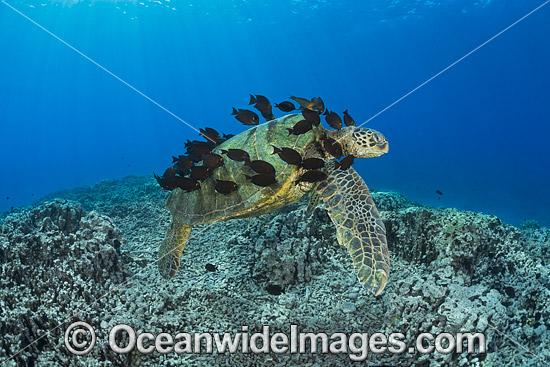 Surgeonfish cleaning Green Sea Turtle photo