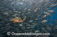 Green Sea Turtle and Bigeye Jacks Photo - David Fleetham