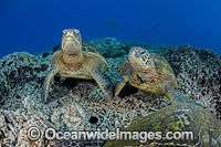 Green Sea Turtle at cleaning station Photo - David Fleetham