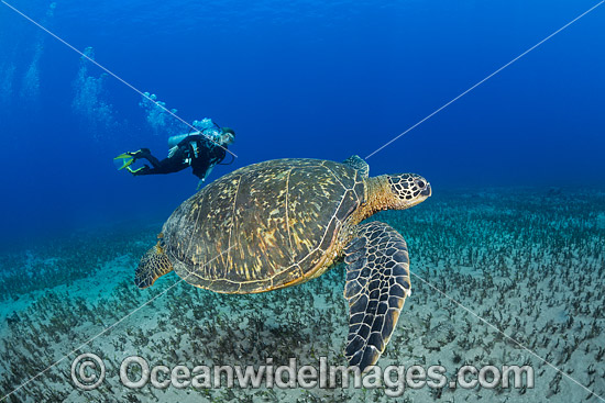 Diver with Green Sea Turtle photo