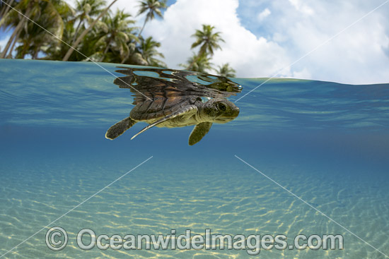 Green Sea Turtle hatchling photo
