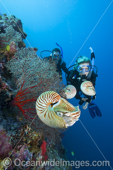 Chambered Nautilus with Divers photo Chambered Nautilus with Divers photo