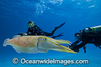 Common Cuttlefish Photo - David Fleetham